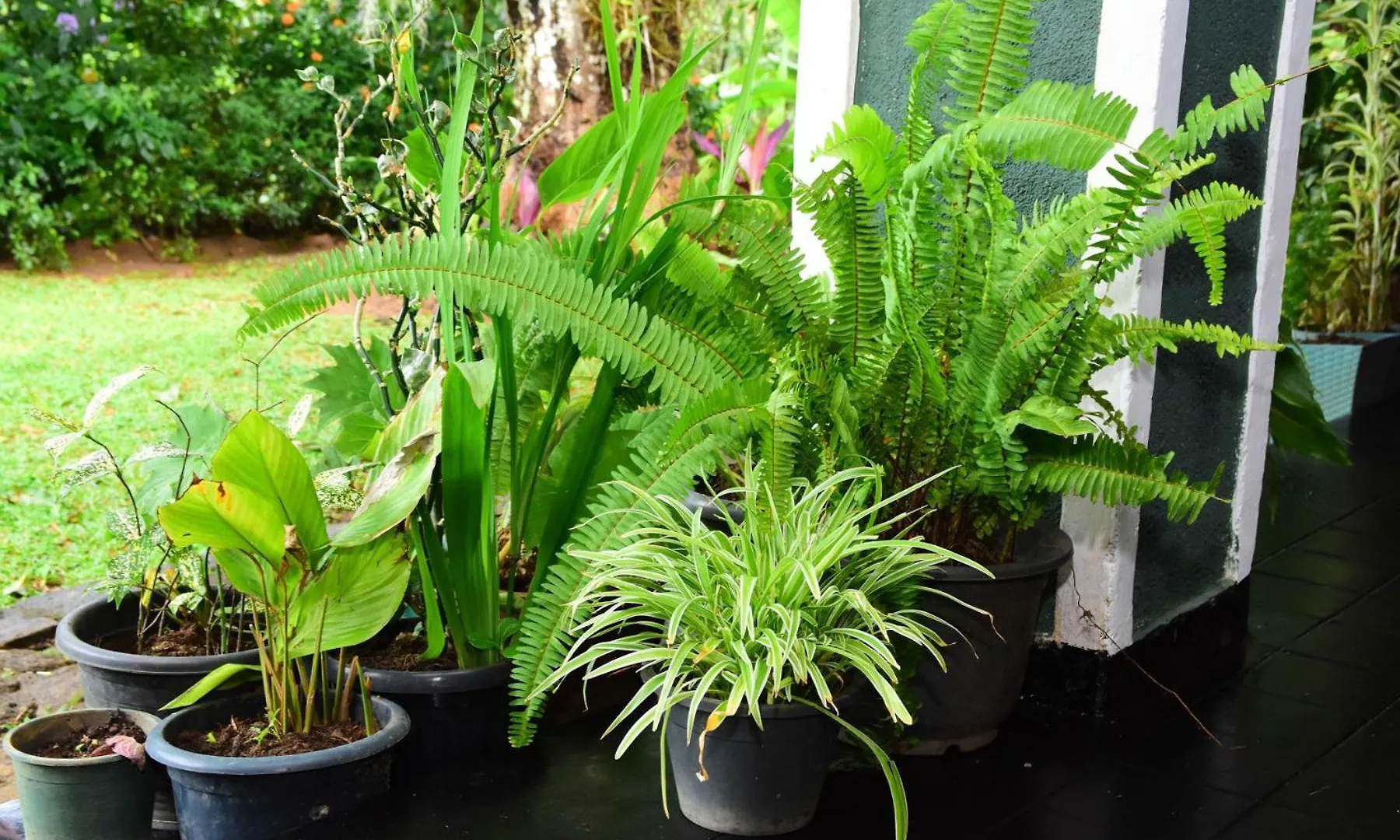 Bed & Breakfast Kandy Garden Retreat Sri Lanka
